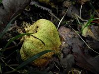 Dickschaliger Kartoffelbovist